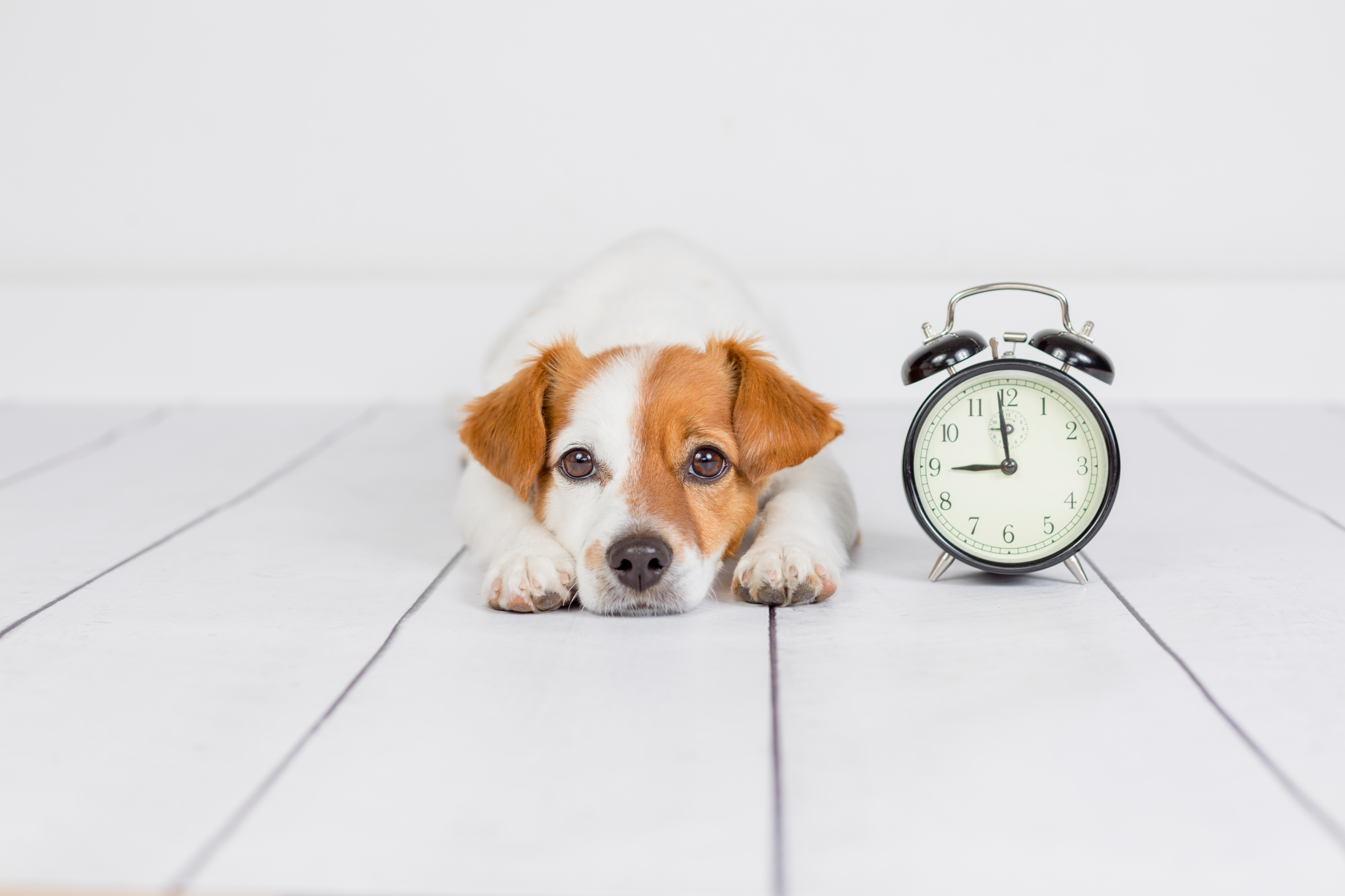 Why did the dog swallow a clock? image