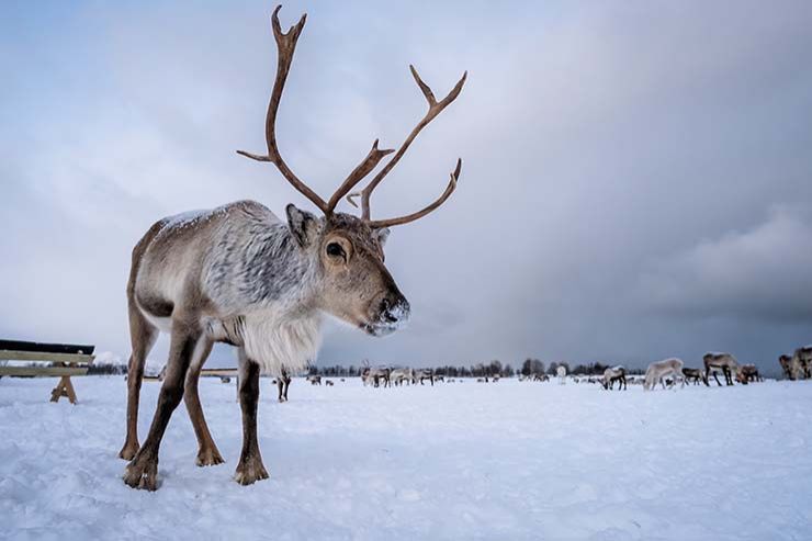  What do reindeer say before telling you a joke? image