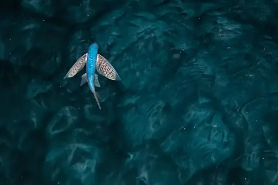 Why Do Fish Fly? The Astonishing Truth About Flying Fish Revealed!-3