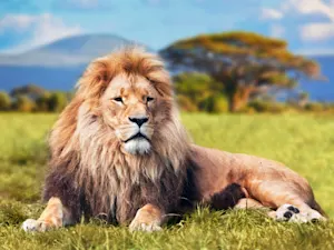 How does a lion greet the other animals? Image