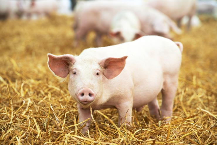  Who is a pig's favorite Star Wars character? image