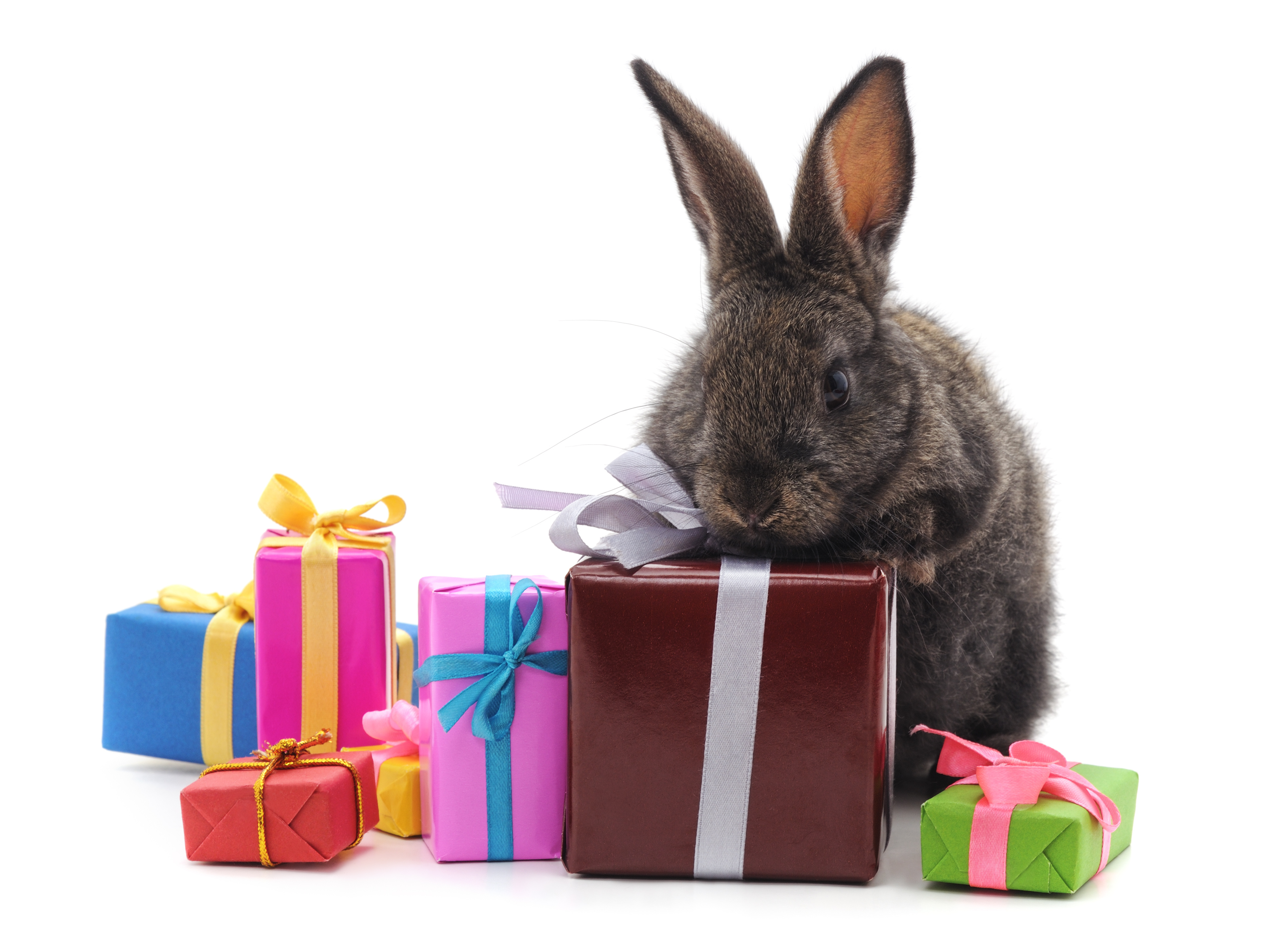 What do you say to a rabbit on its birthday? image