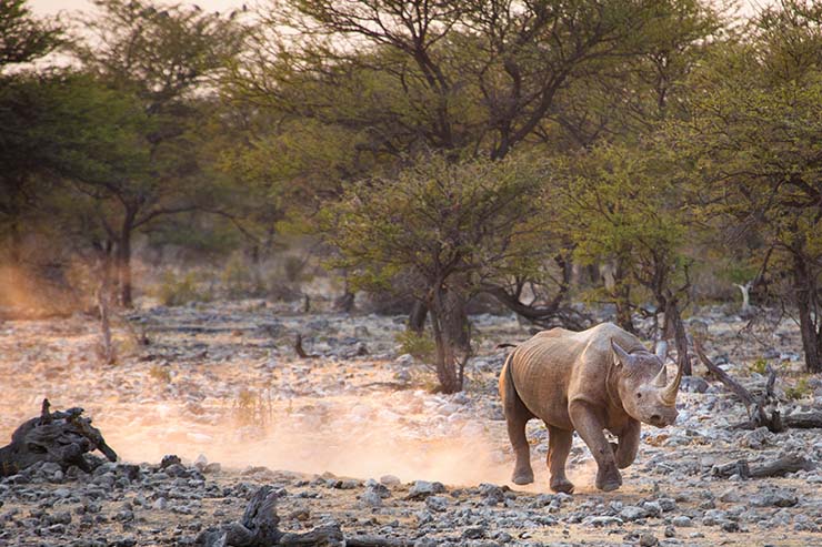  Why do rhinos charge? image