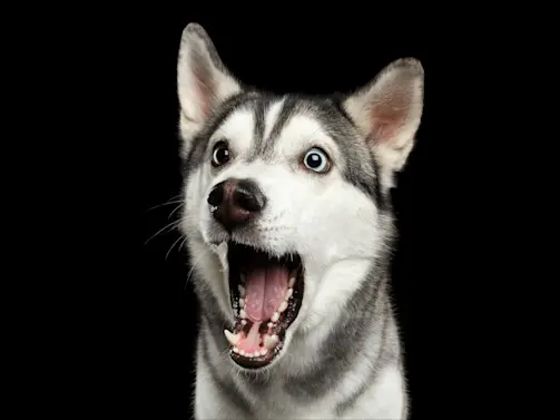 9 Surprising Dog Facts That Will Make You Love Them Even More-1