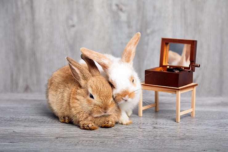  What is a bunny's favorite dance? image