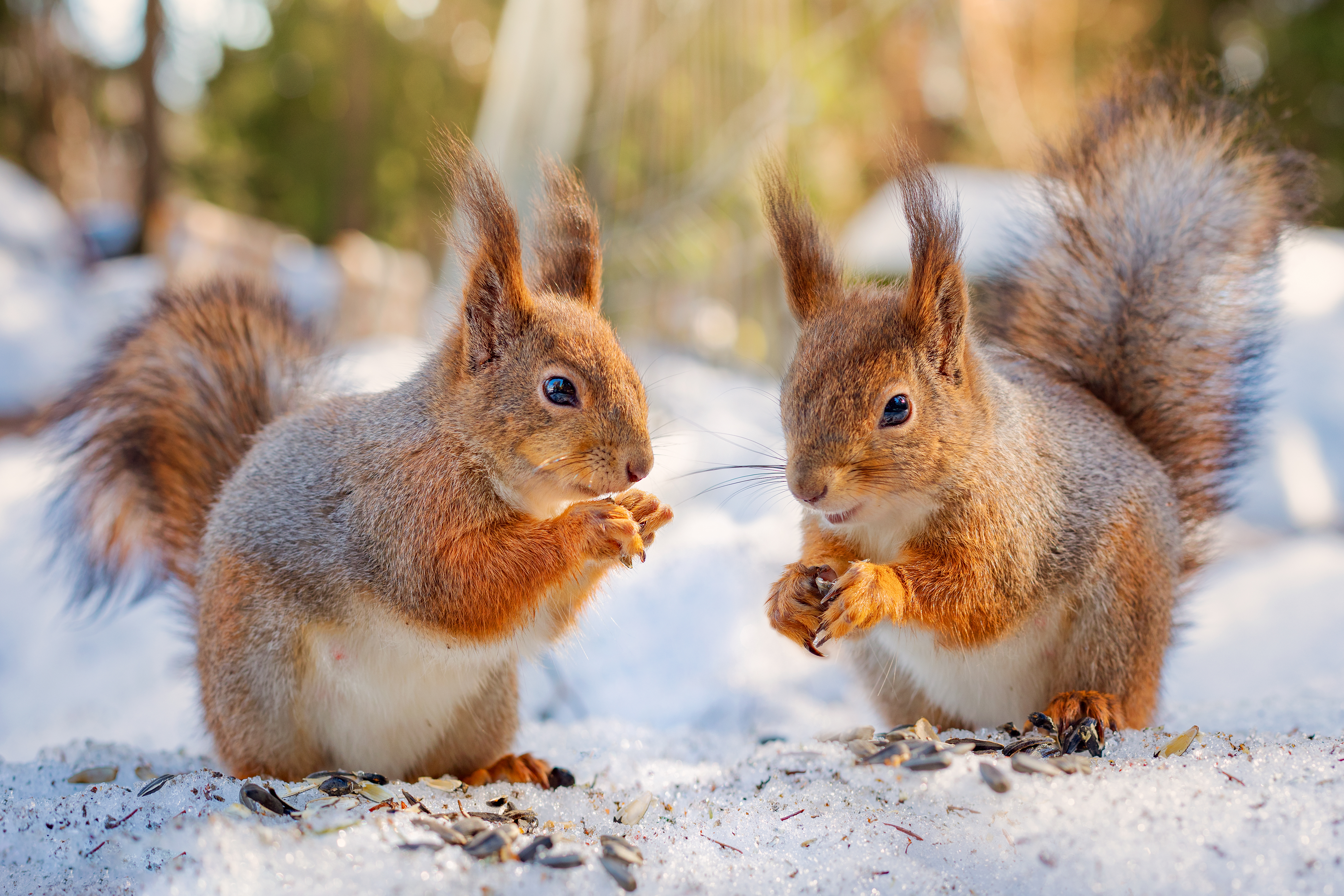 What did the squirrels say to each other on Valentine's Day? Image