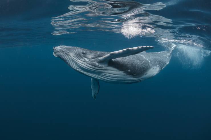  What did the whale say to the dolphin when he pushed him? image
