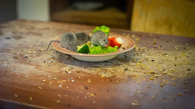 ‘Absolutely Revolting’: Pregnant Diner Alleges Rat Found in Salad-1