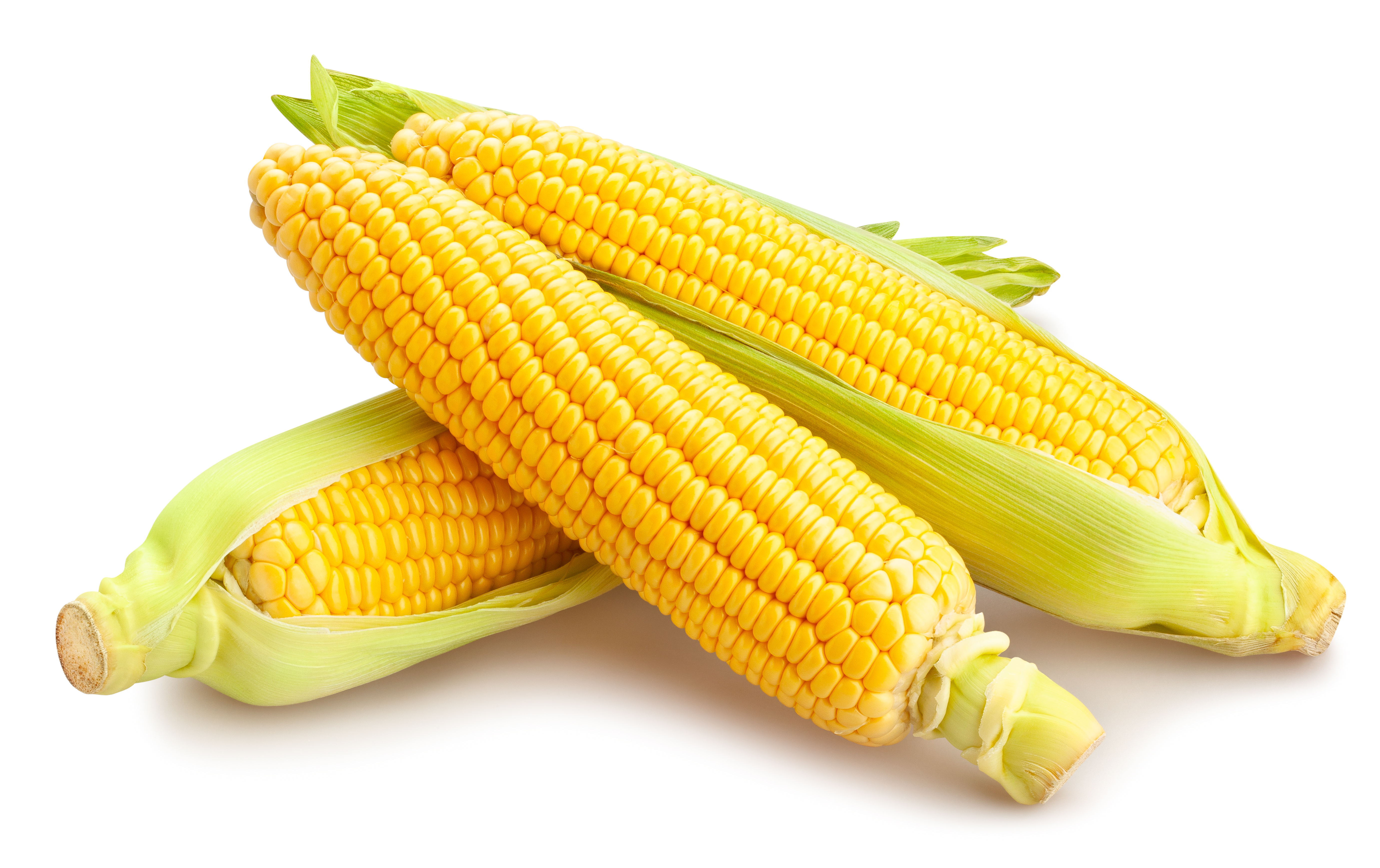 What did the grandpa corn say to his grandson? image