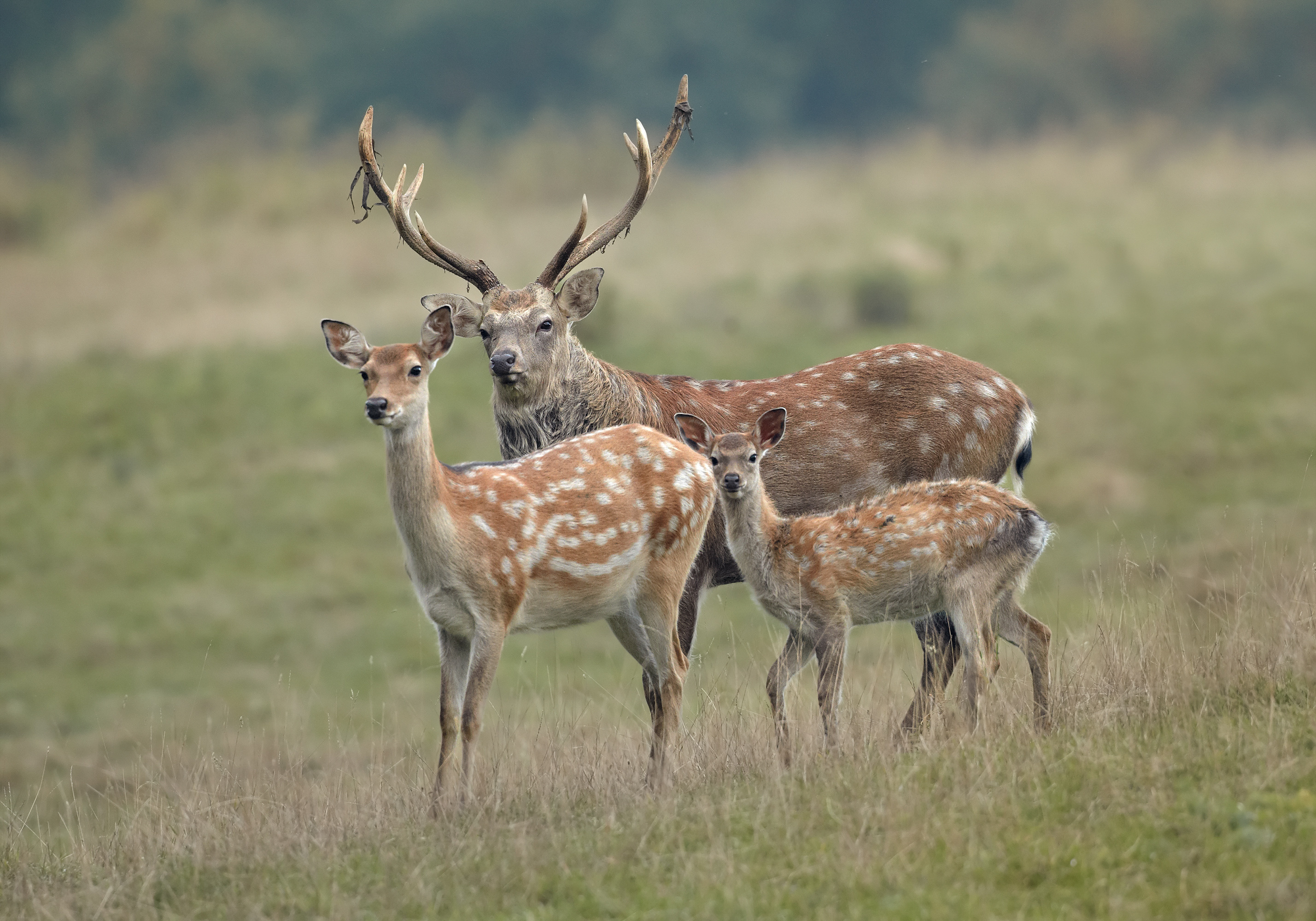 How do deer tell their children to grow up? image