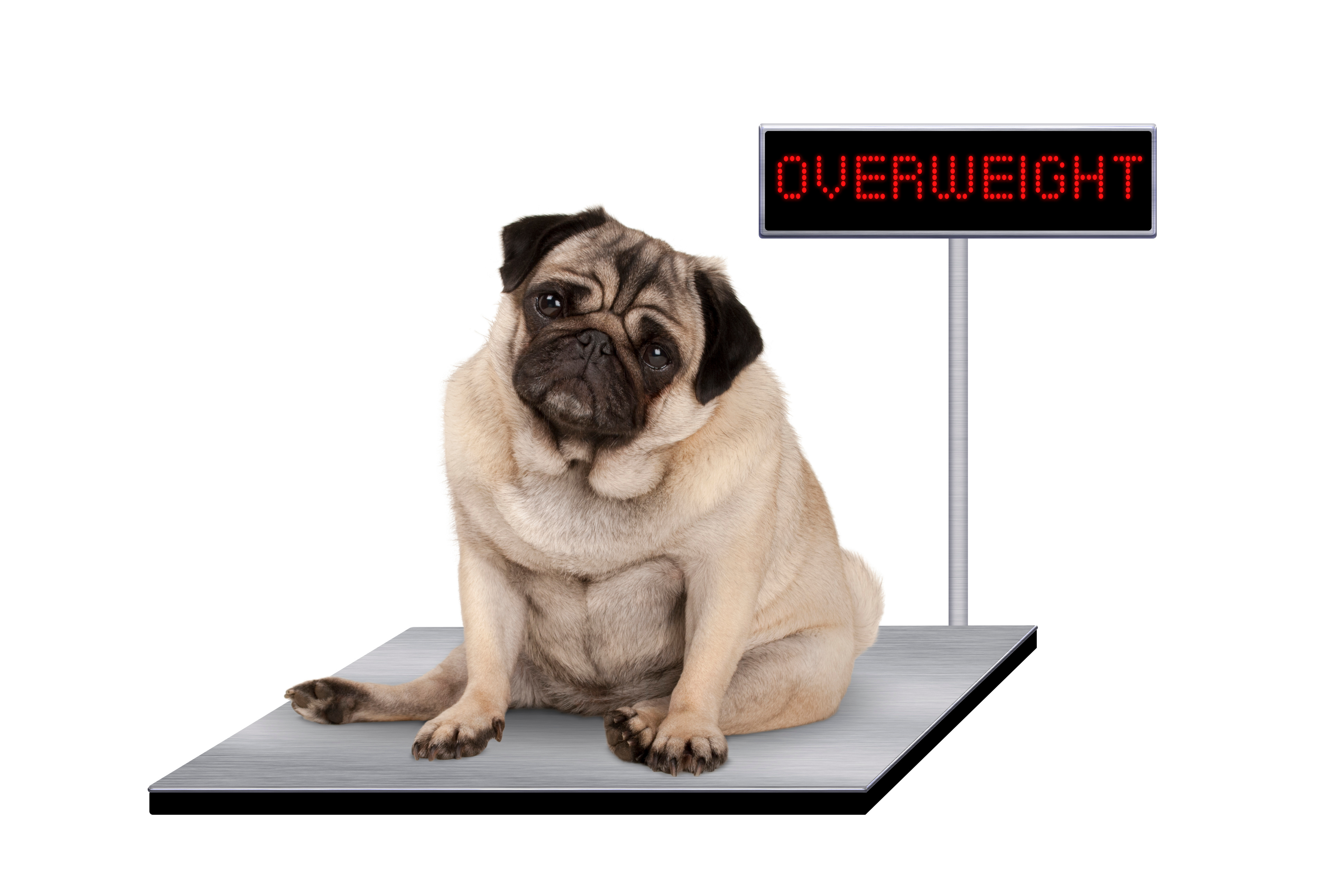 What dog is the most self-conscious about its weight? image