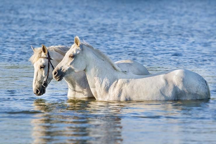  What kind of horse can swim underwater without coming up for air? image