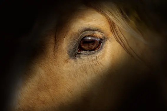 Hero Firefighters Rescue a Horse from a Sinkhole