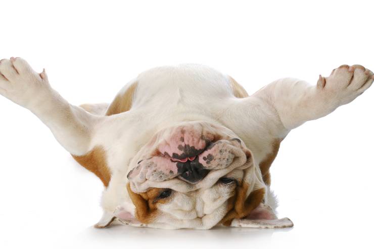  What did the dog say when he sat on sandpaper? image