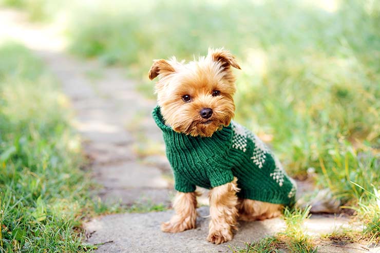  What sort of clothes does a pet dog wear? image