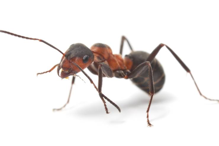  What is the biggest ant in the world? image