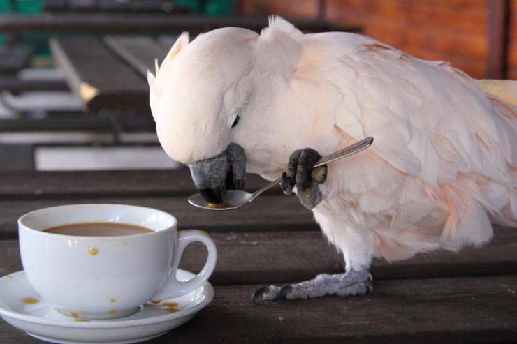  What bird shouldn't drink coffee? image