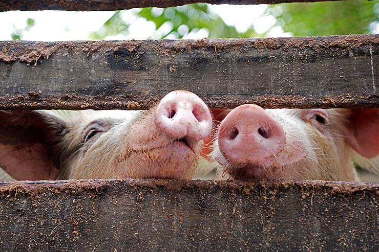  Where do pigs learn magic? image