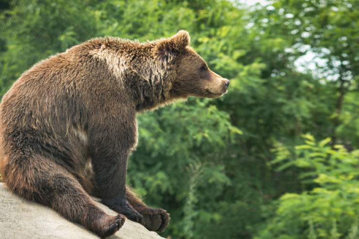  What part did the grizzly have in the choir? image