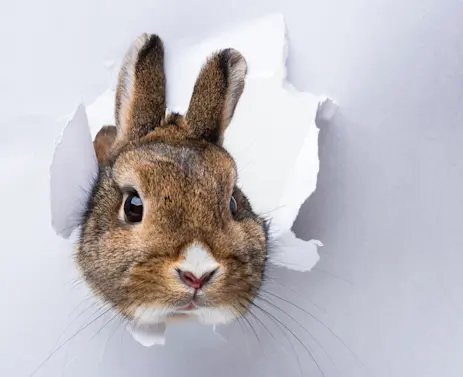 What does a bunny give his fiancé? image