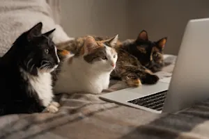What do cats say after a sarcastic remark? image