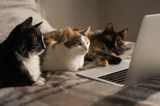 What do cats say after a sarcastic remark? image