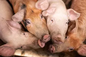 What do you call a pig lumberjack? image