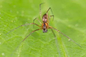 Which spider makes the best father? image