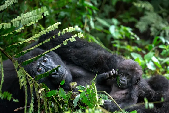 Critically Endangered Gorilla Born in London-1