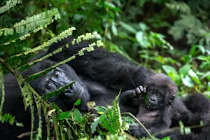 Critically Endangered Gorilla Born in London-1