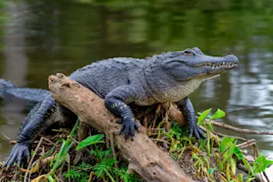 What's the difference between an alligator and a crocodile? image