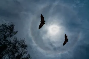 What game do bats excel at? image