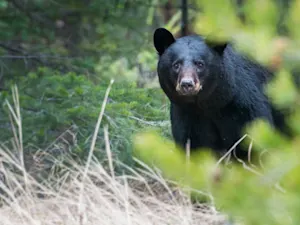 A Stolen ID, a Fake Bear Attack, and a Murder Fugitive’s Elaborate Hoax-1