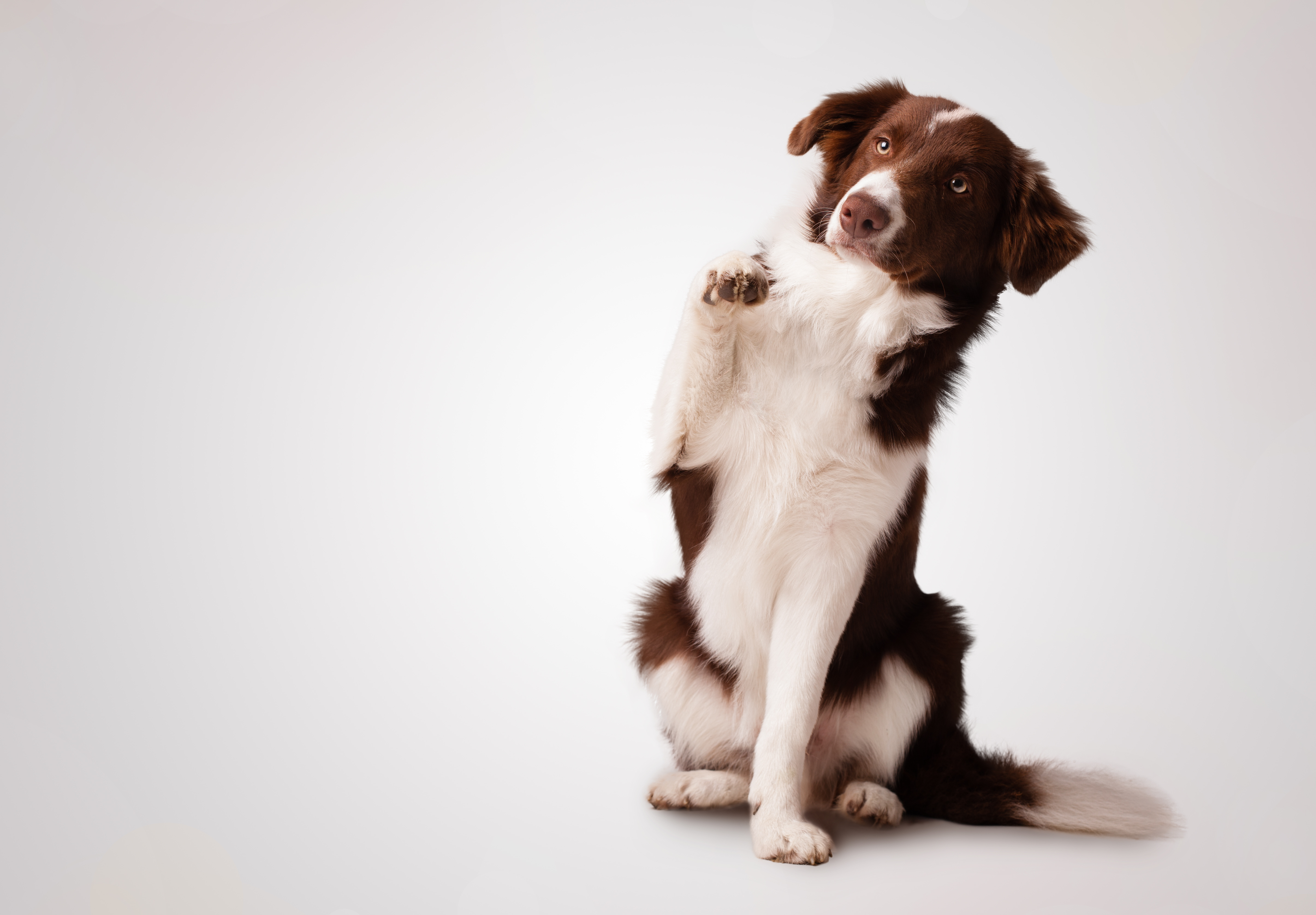 Why did the border collie get a raise? image