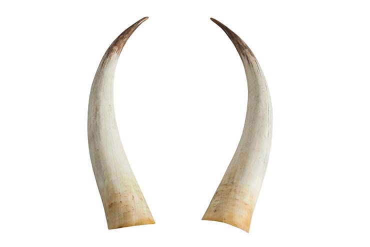  Which family member has tusks? image