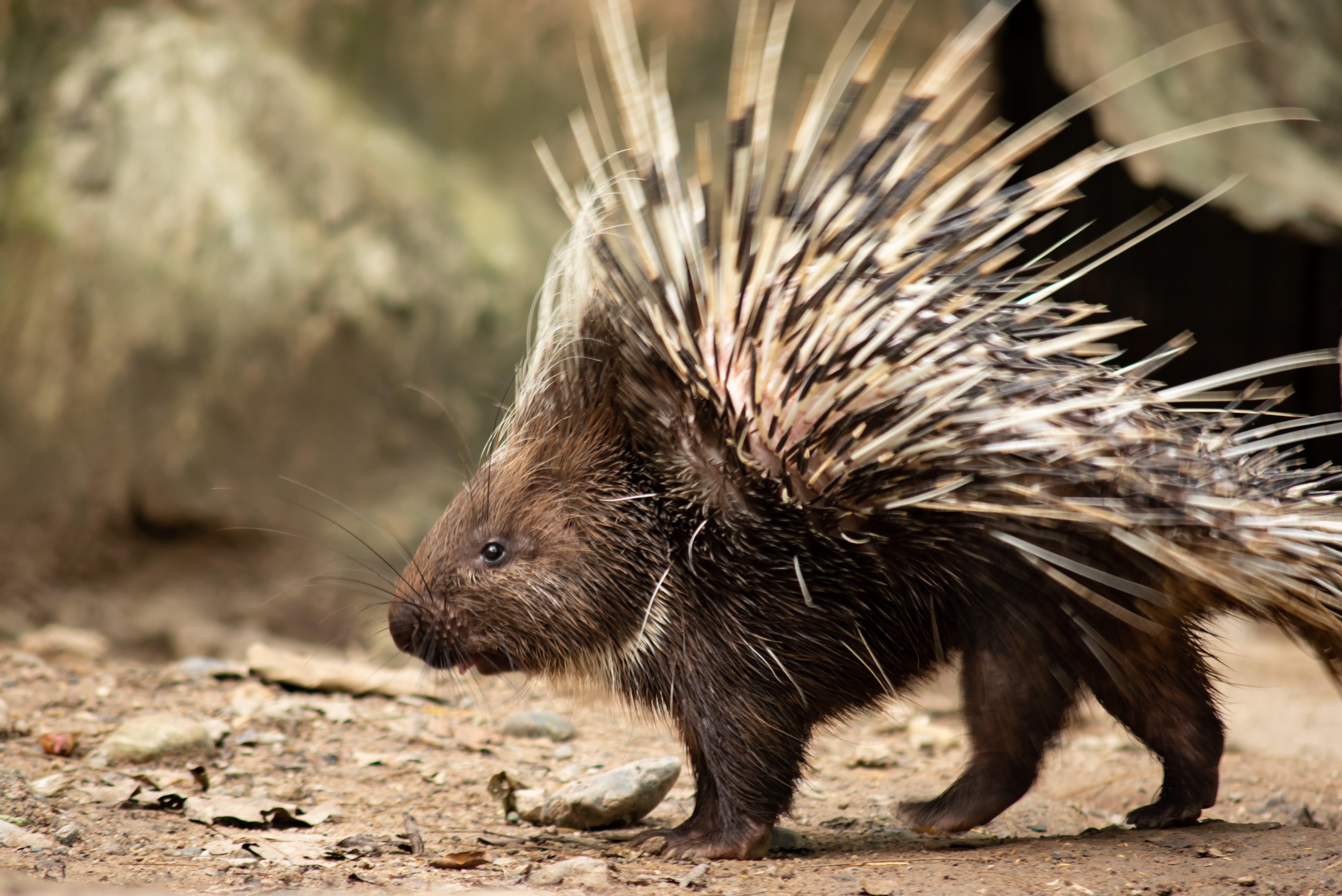 Why do porcupines always win the game? image