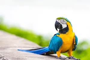 What did Polly the parrot want for the 4th of July? image