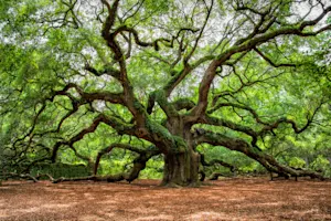 What is Charleston's Angel Oak?-1