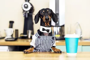 What do dogs order at coffee shops