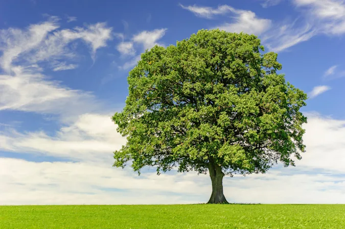 What is it called when a tree takes time off from work in autumn? image