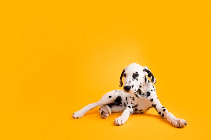 Why cant Dalmatians play hide and seek? image