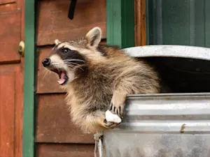 Bar Chaos Unleashed: Raccoon Rampage Ends in Arrest