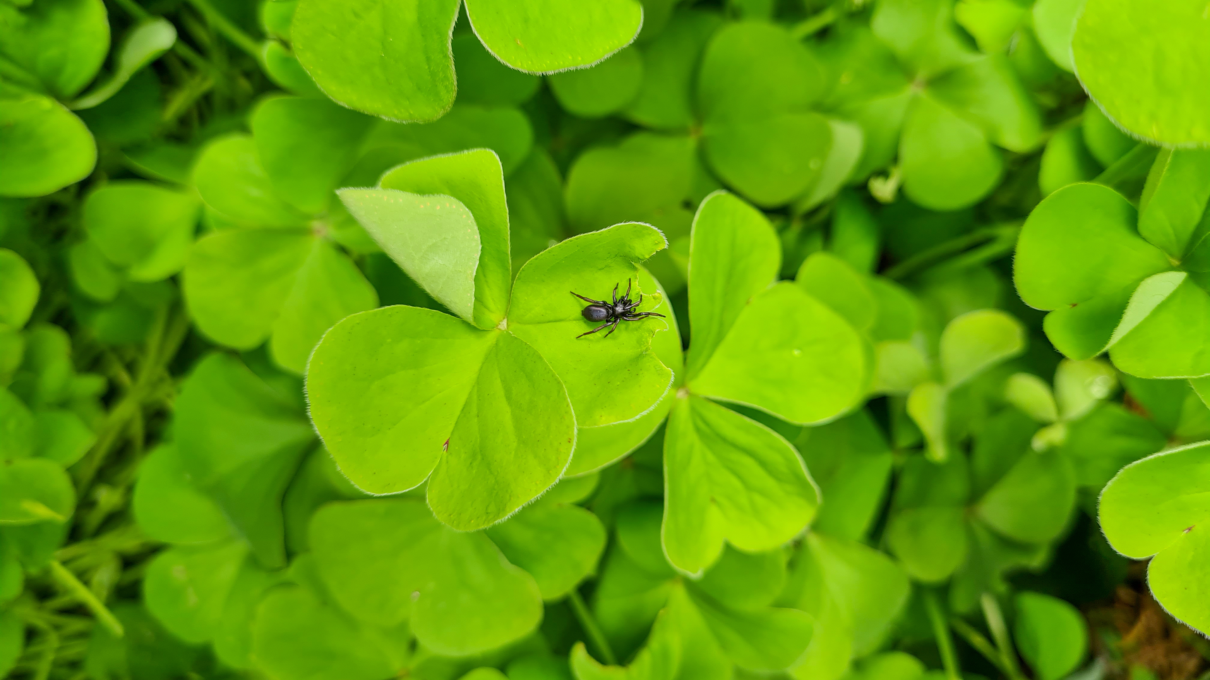 What do you call an Irish spider? image