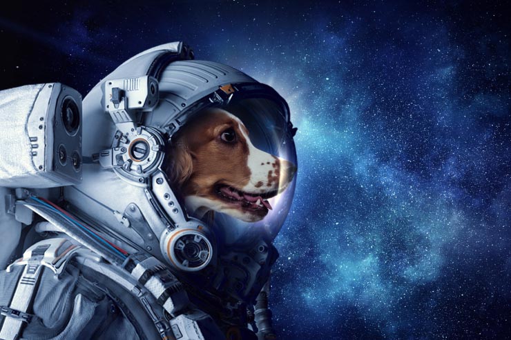  What do you call a dog in space? image