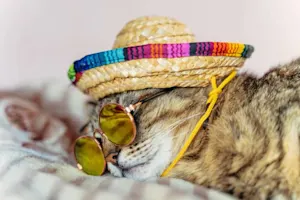 What would a feline order at a Mexican restaurant? image