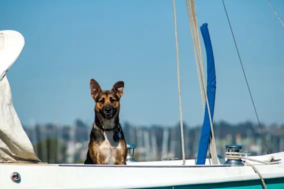 A Miraculous Reunion Lunas Journey from Lost at Sea to Home-1