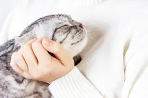 Which cats love to be petted? image