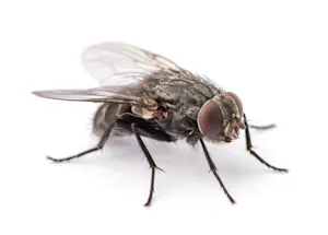 What do you call a fly without wings? image