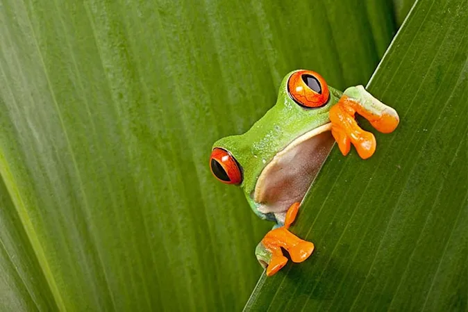 How do frogs get to work? image