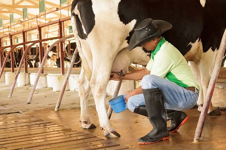  What kind of things does a farmer talk about when he is milking cows? image